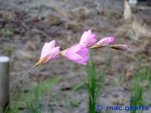 Dierama latifolium